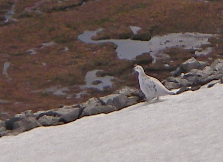 Ptarmigan loathed to move off its patch of snow!
