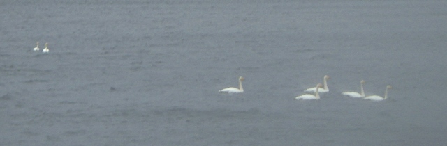 The highlight of the day - 7 Whooper swans on Loch Droma. At least something appreciated the rain!