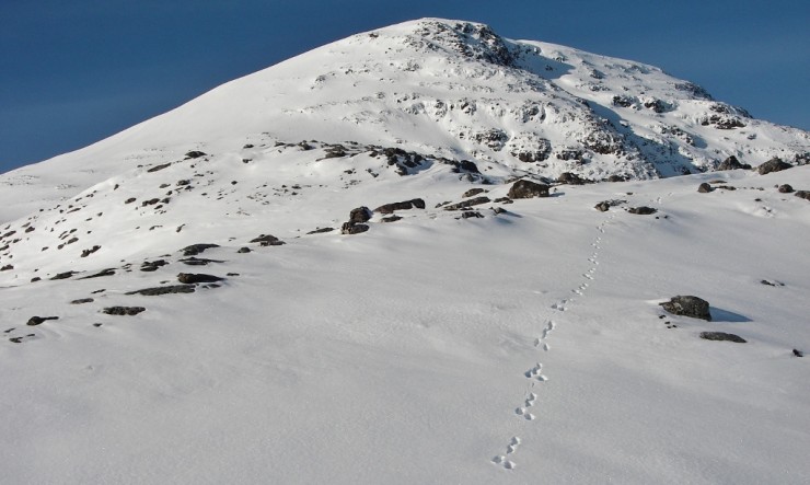Even the Mountain Hares were wearing snowshoes on Meall a' Ghiuthais.