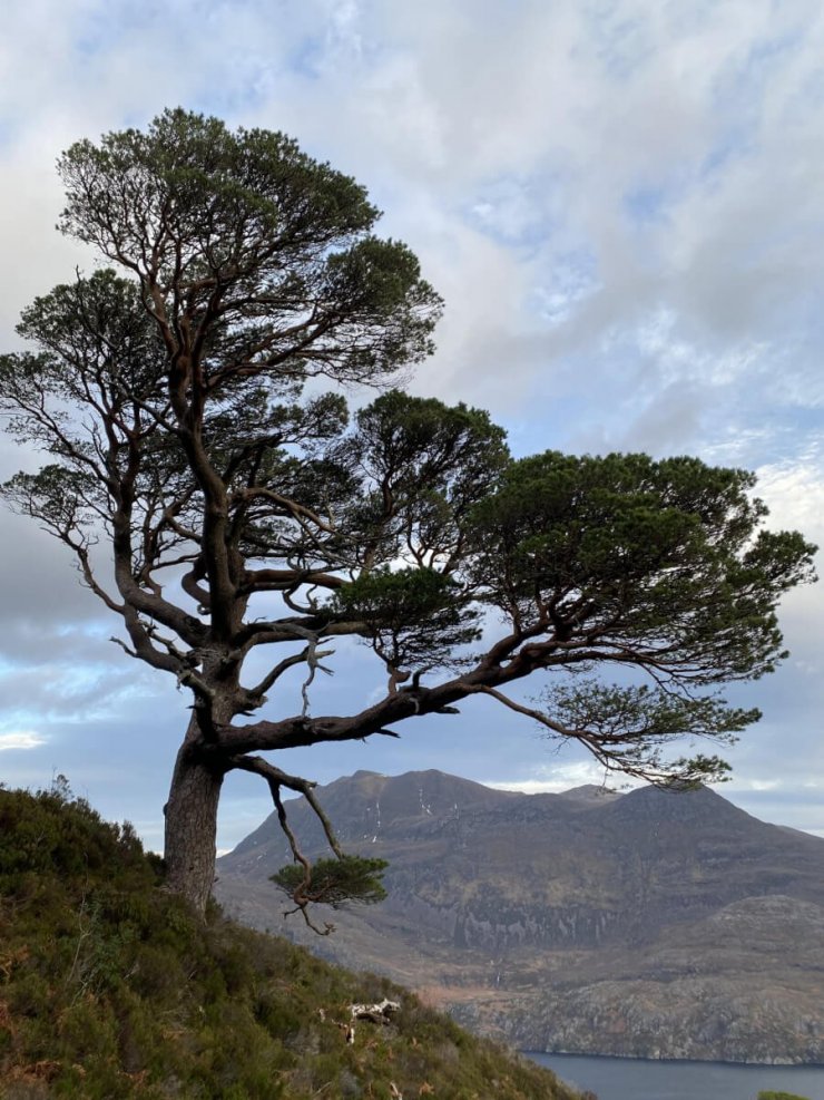 A beautiful old Granny pine with Slioch in the background.