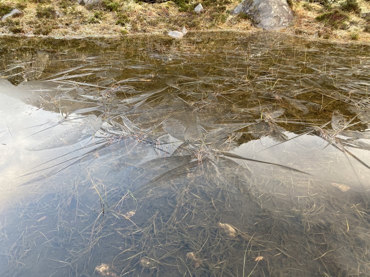 Ice trying to grow from colder temperatures last night, at around 350 metres. It was gone when I headed back down.