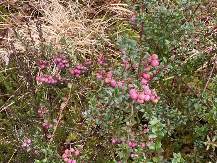 A type of Prickly Heath shrub on the walk in, with last years berries. Not something I have often seen wild in Scotland.