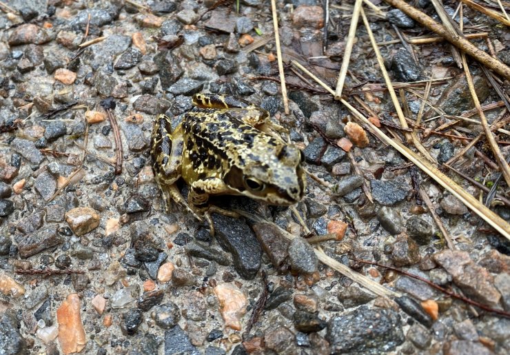 A common frog (I think), on the path today.