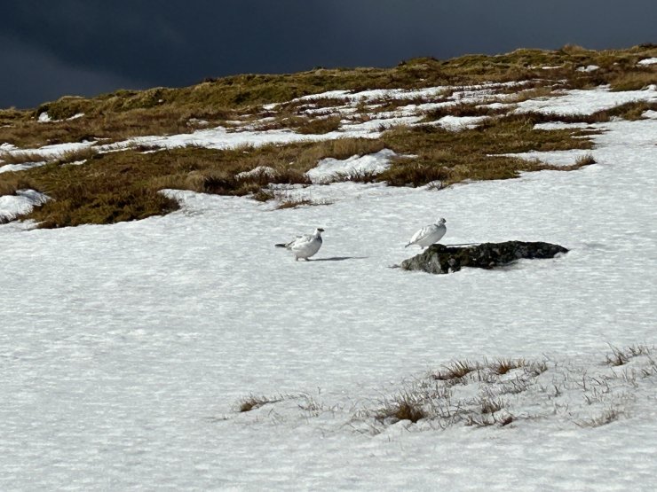 Ptarmigan enjoying a little sunshine on the snow.