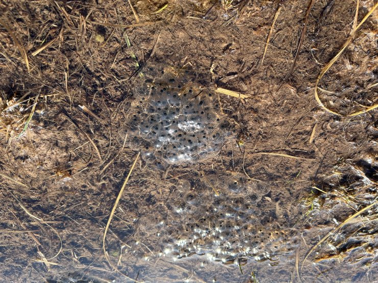 Spring frogspawn