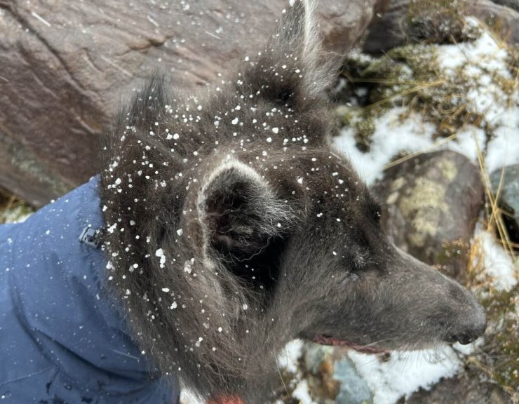 The graupel being easy to see on the head of a black wolf!